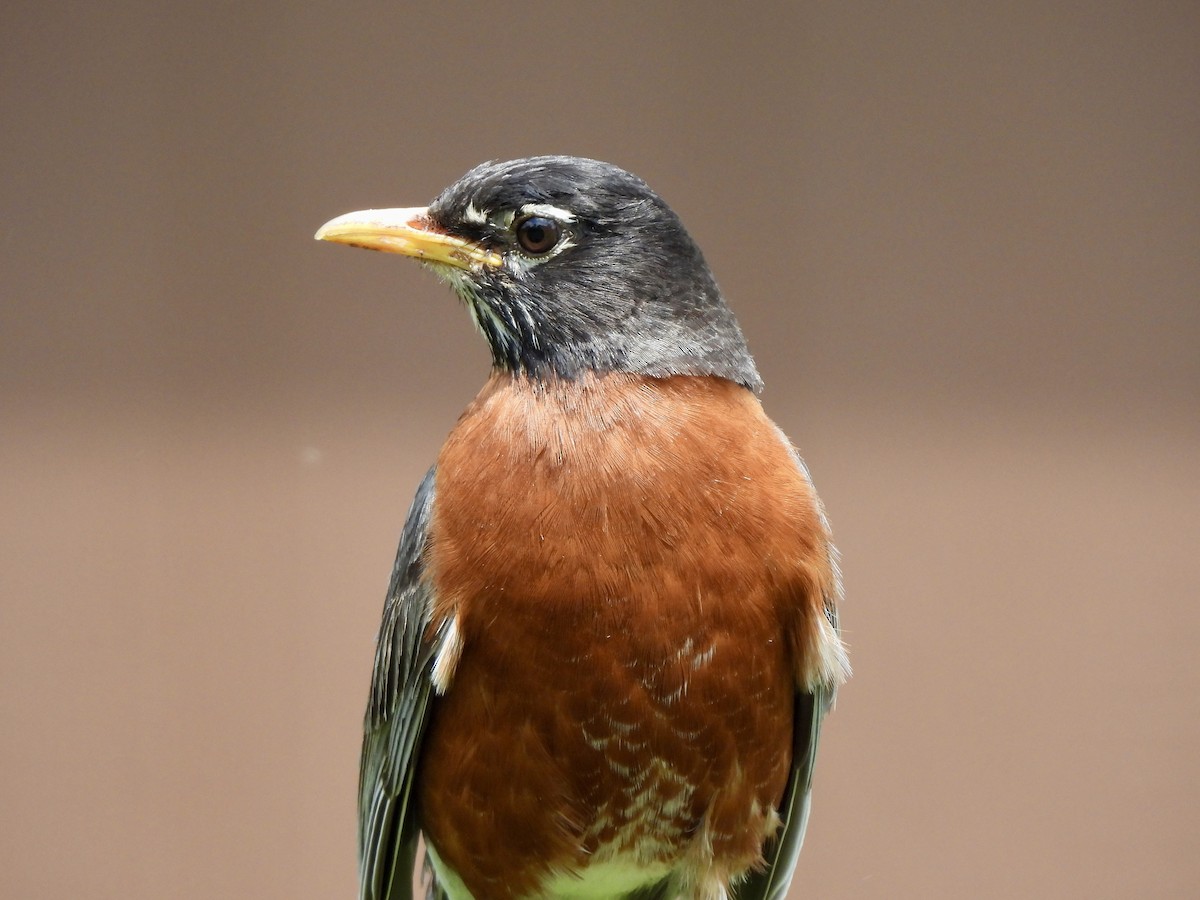 American Robin - ML636908901