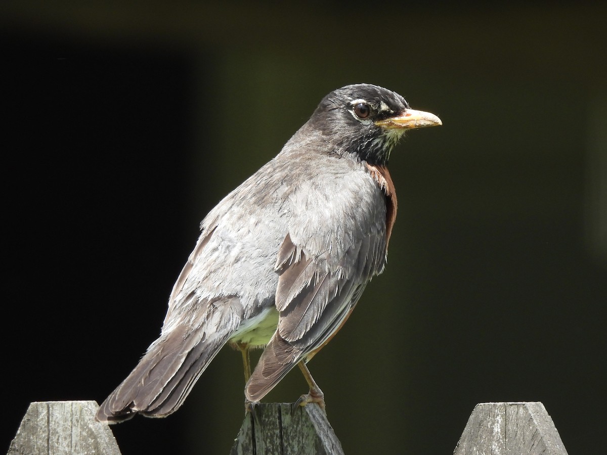 American Robin - ML636908902
