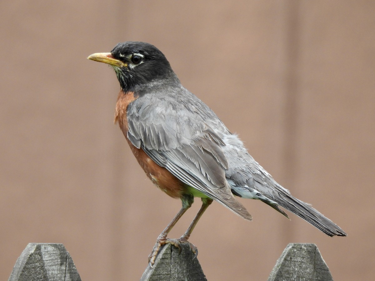 American Robin - ML636908904