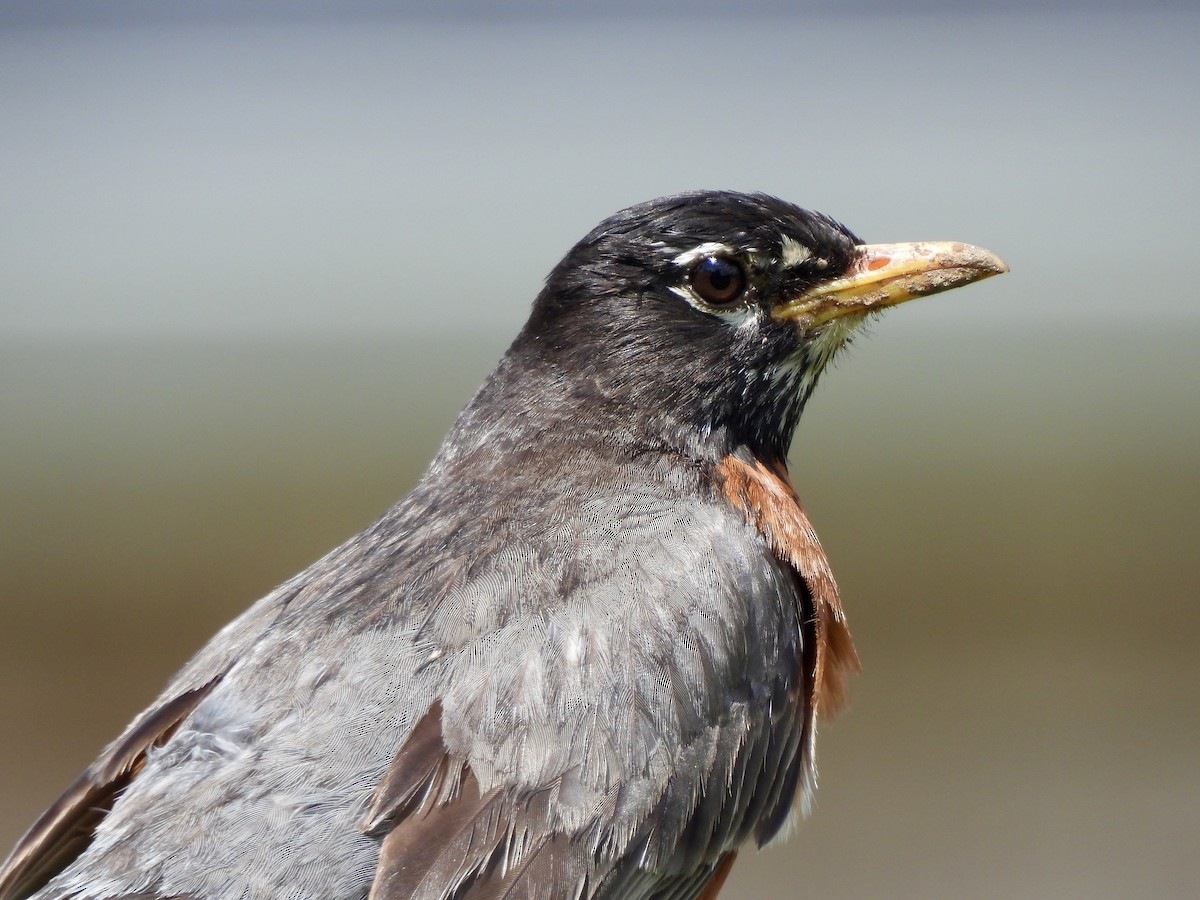 American Robin - ML636908905