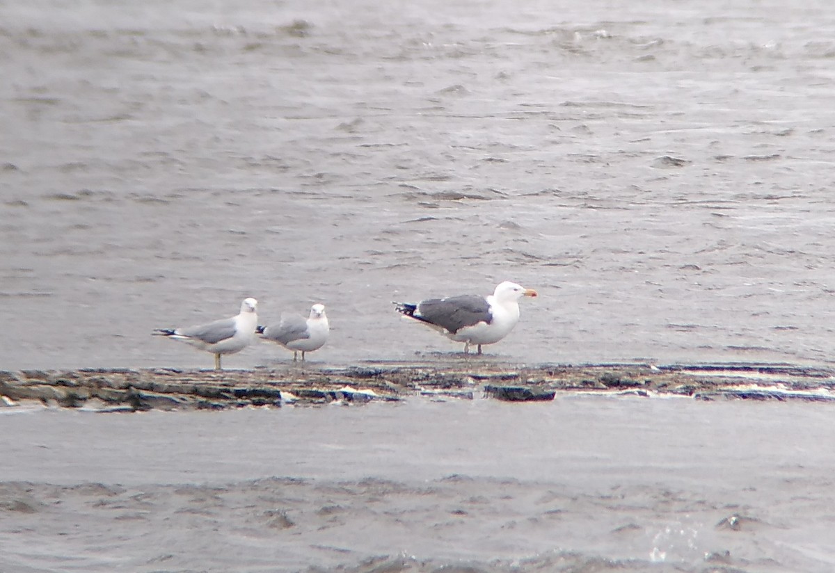 American Herring x Great Black-backed Gull (hybrid) - ML636908910