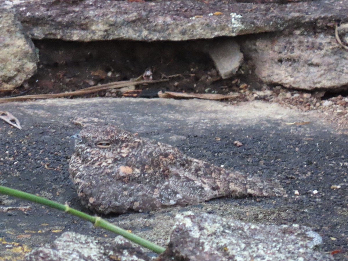Pygmy Nightjar - ML636908936