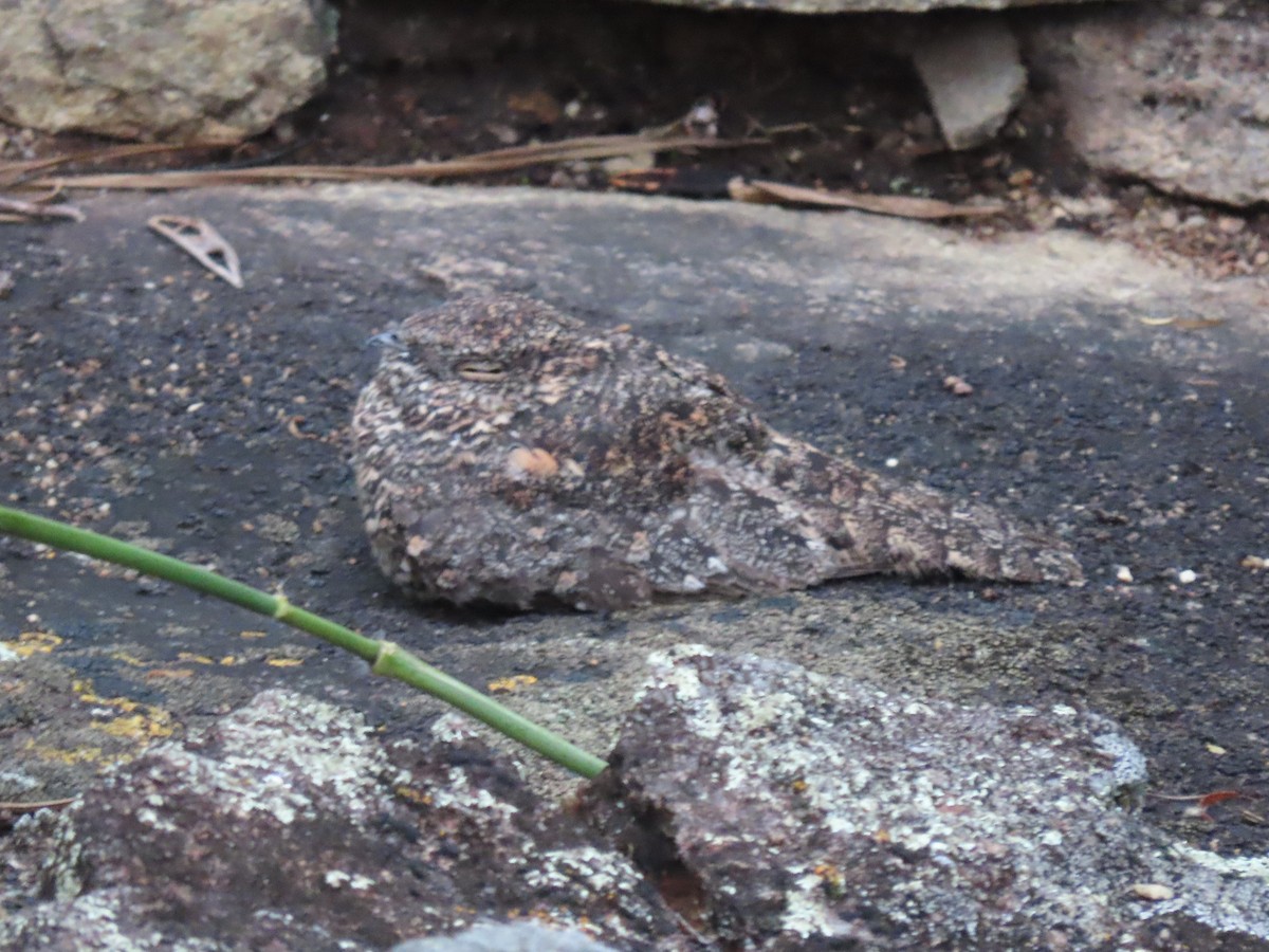 Pygmy Nightjar - ML636908937