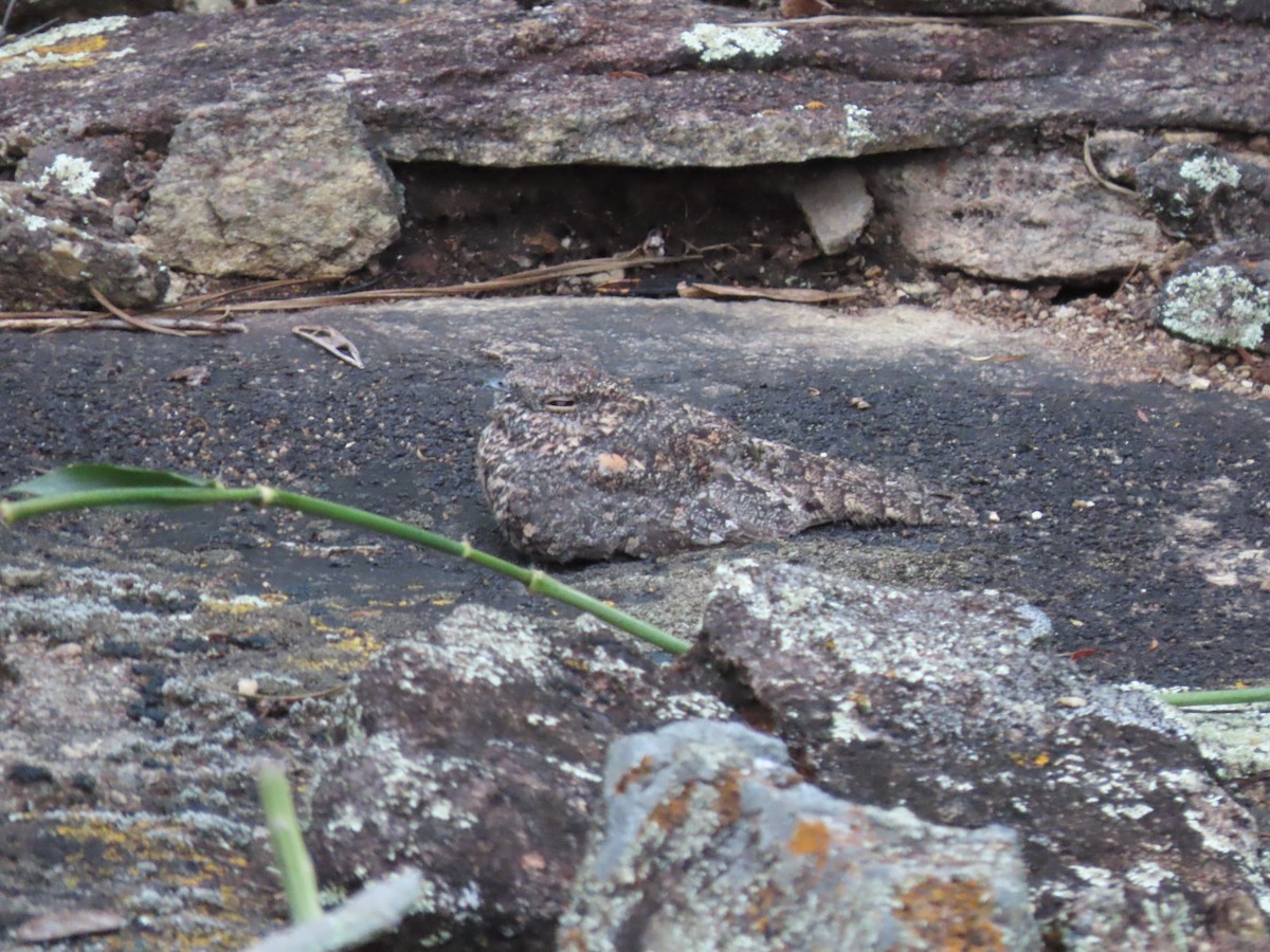 Pygmy Nightjar - ML636908940