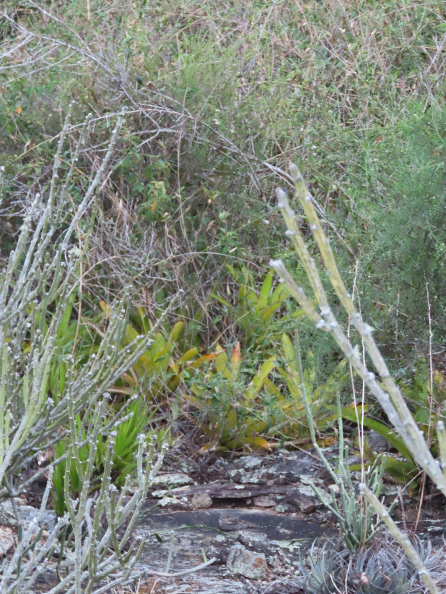 Pygmy Nightjar - ML636908941
