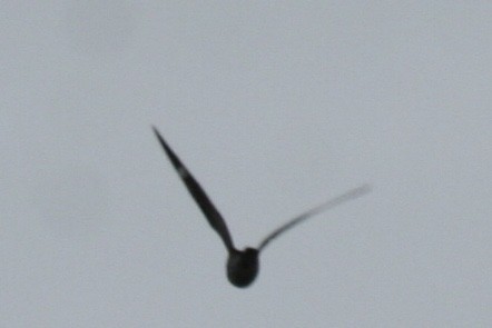 Common Nighthawk - ML636908959