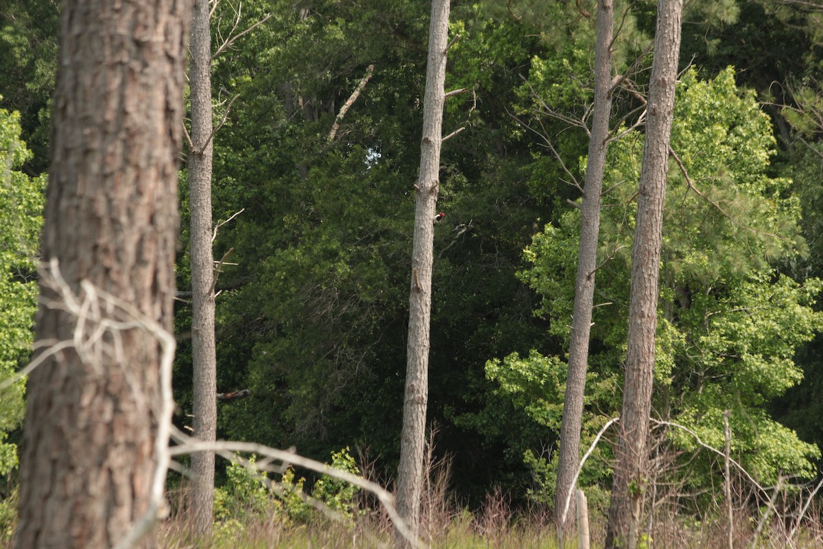 Red-headed Woodpecker - ML636908961