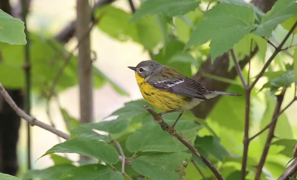 Magnolia Warbler - ML636908966
