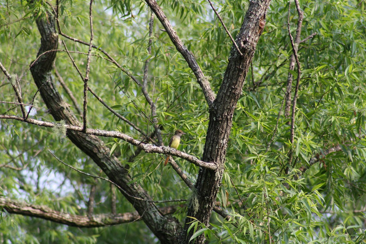 Great Crested Flycatcher - ML636908972