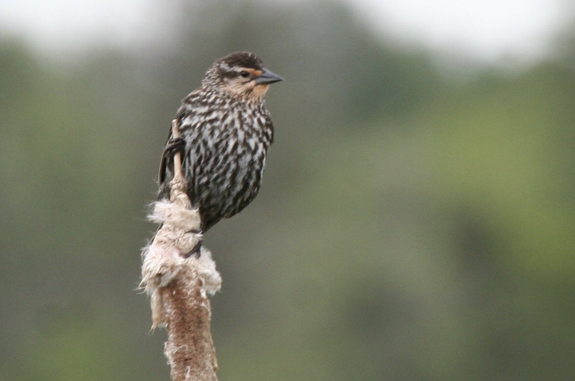 Red-winged Blackbird - ML636908990