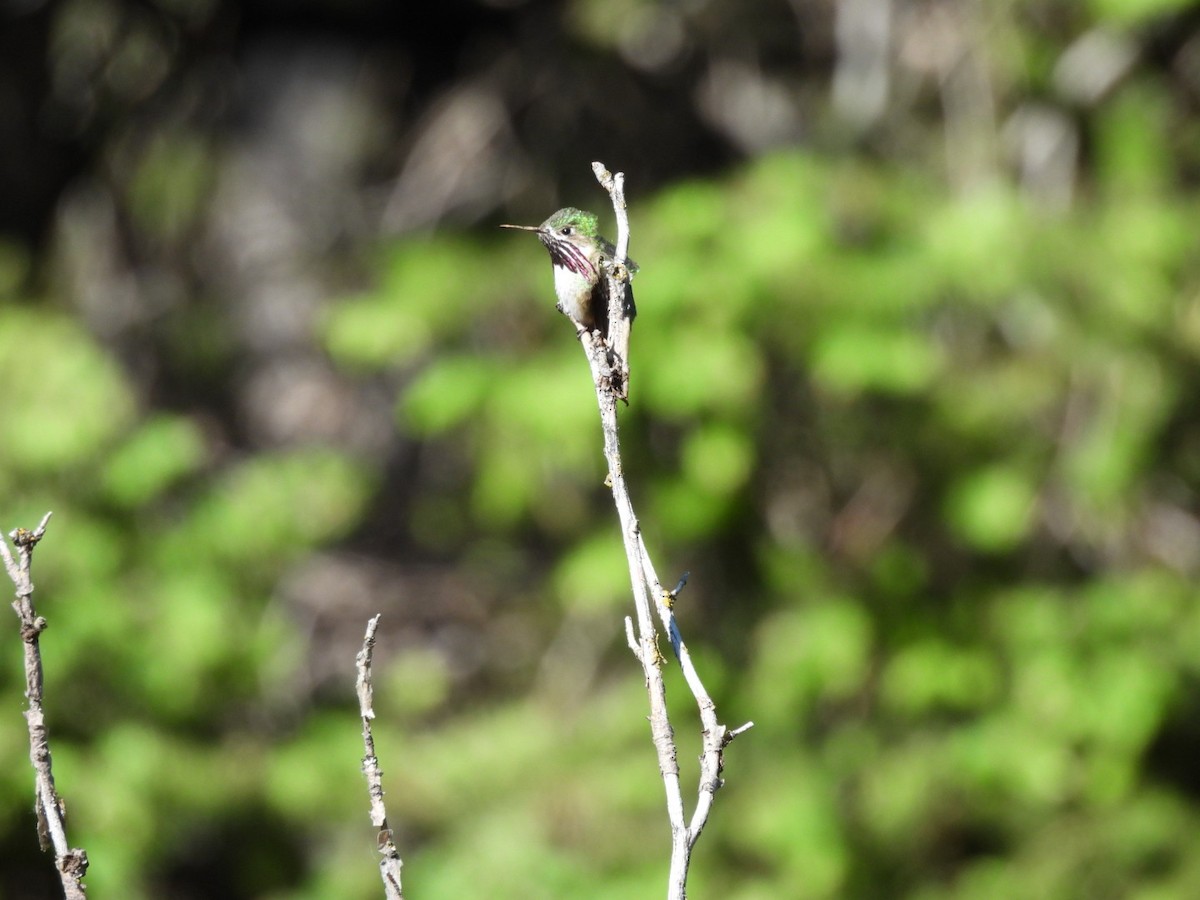 Calliope Hummingbird - ML636909030