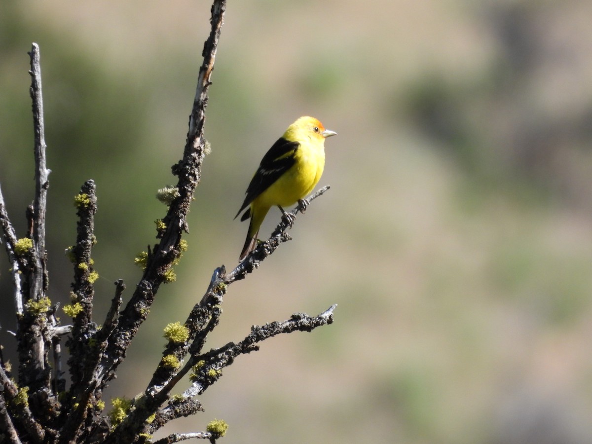Western Tanager - ML636909048