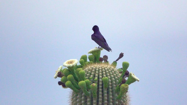 Purple Martin - ML636909097