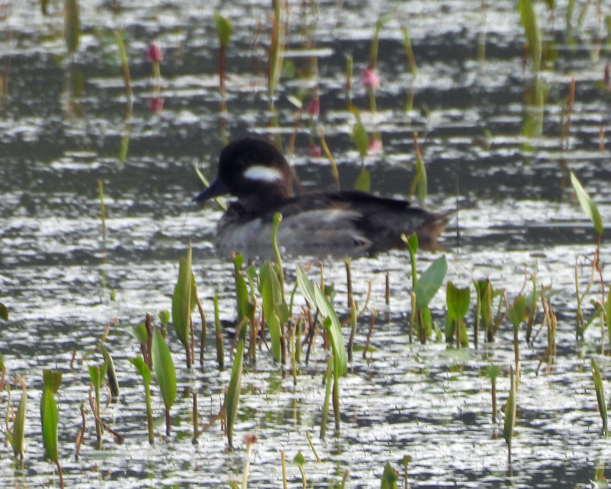 Bufflehead - ML636909119