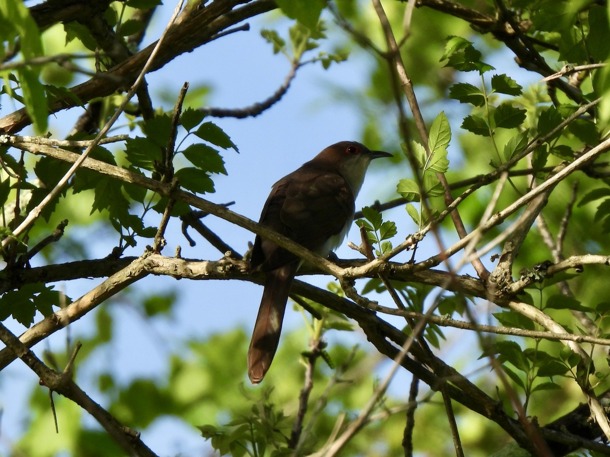Black-billed Cuckoo - ML636909153