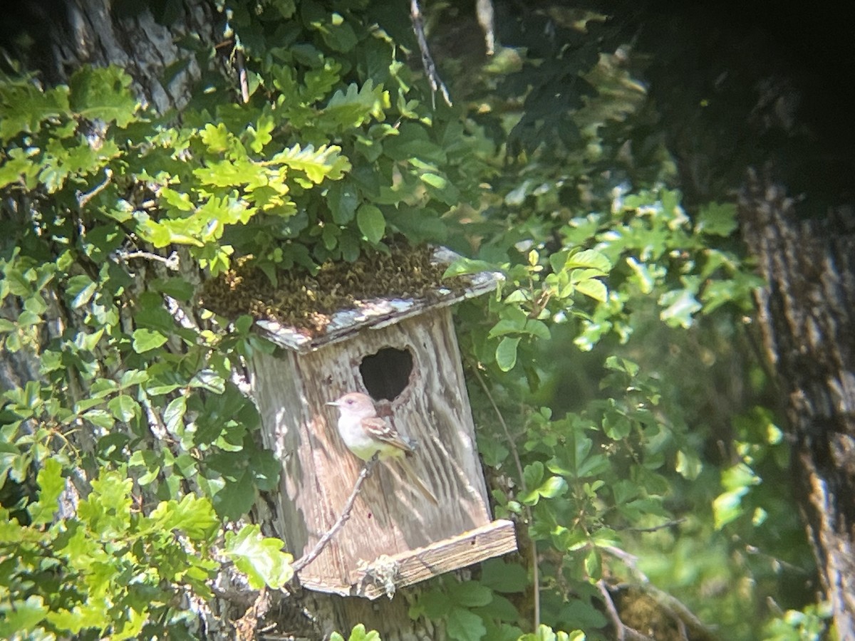 Ash-throated Flycatcher - ML636909182