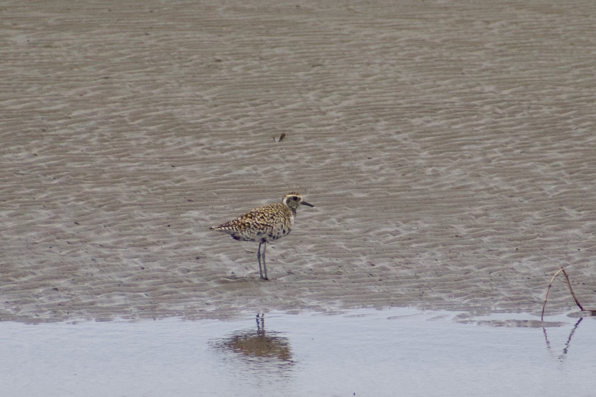 Pacific Golden-Plover - ML636909193