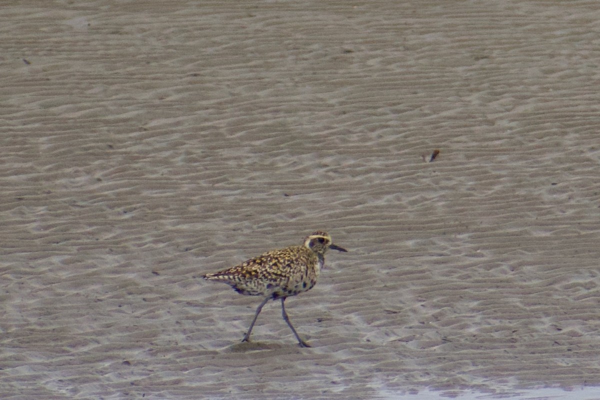 Pacific Golden-Plover - ML636909194