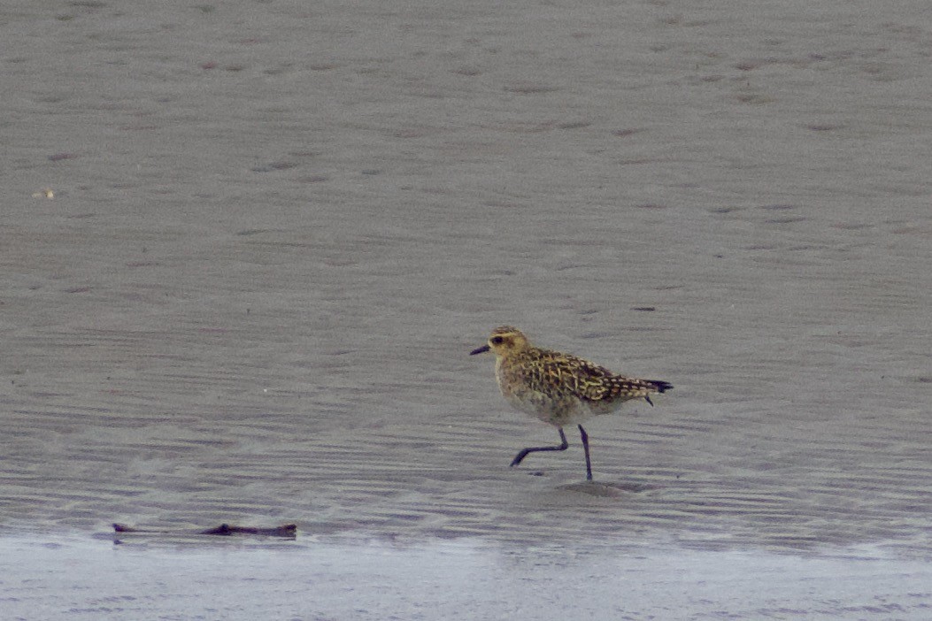 Pacific Golden-Plover - ML636909195