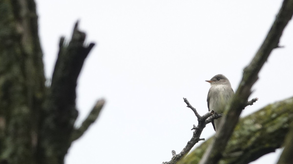 Eastern Wood-Pewee - ML636909202