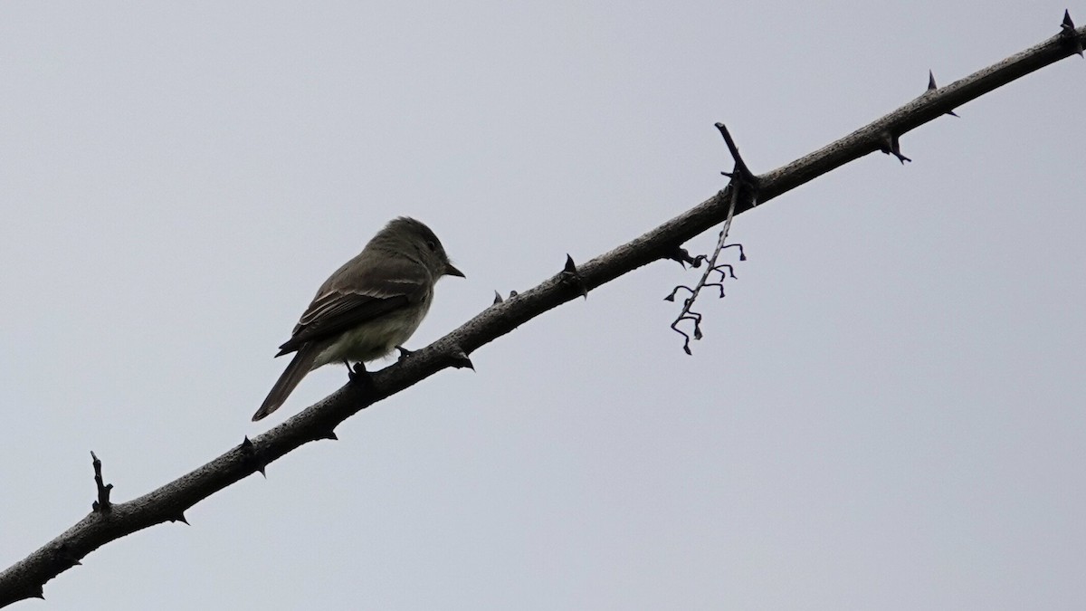 Eastern Wood-Pewee - ML636909203