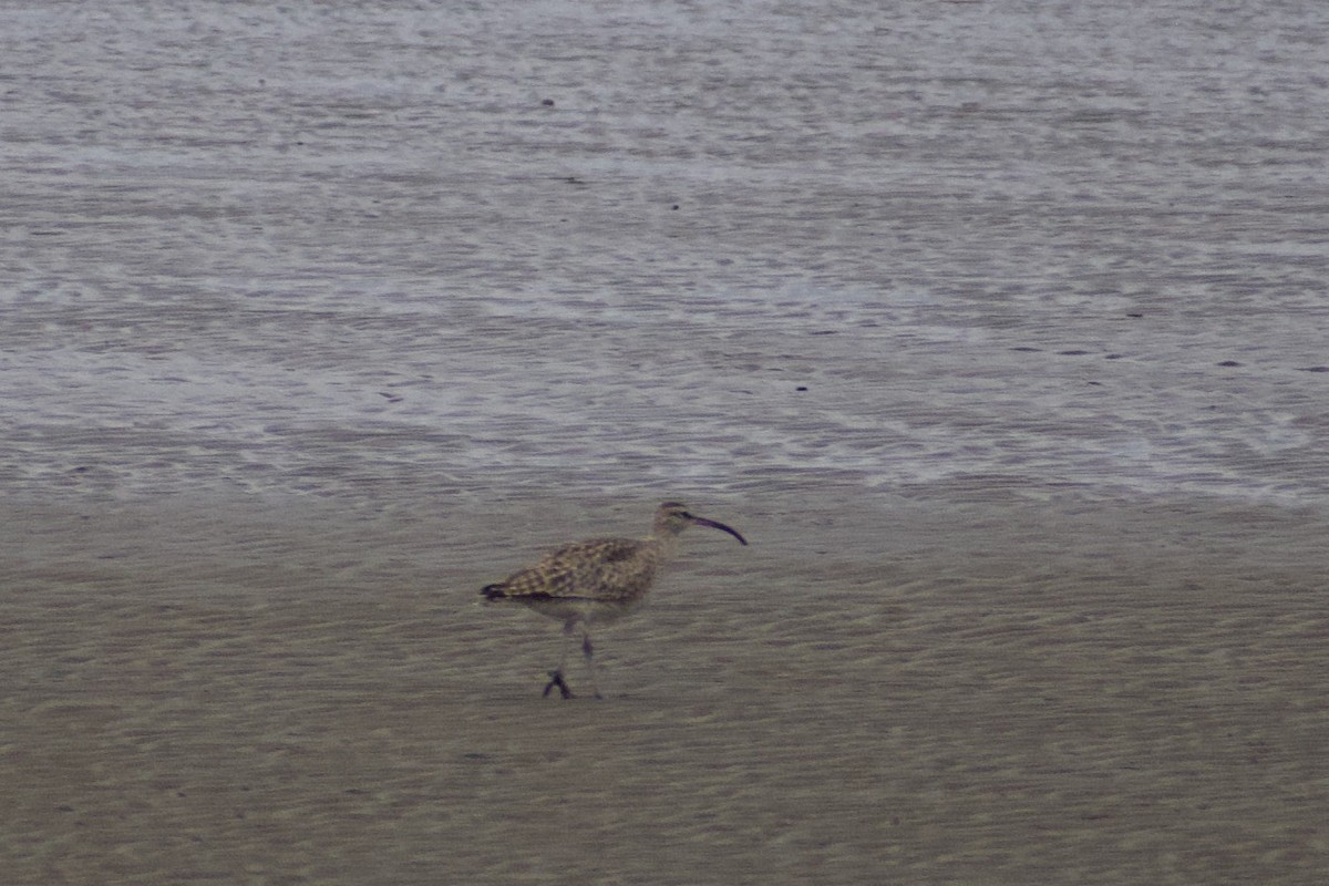 Eurasian Whimbrel - ML636909290