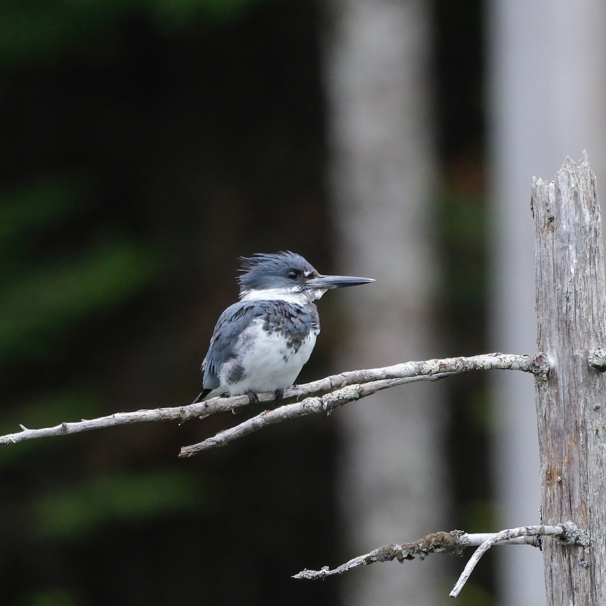 Belted Kingfisher - ML636909304