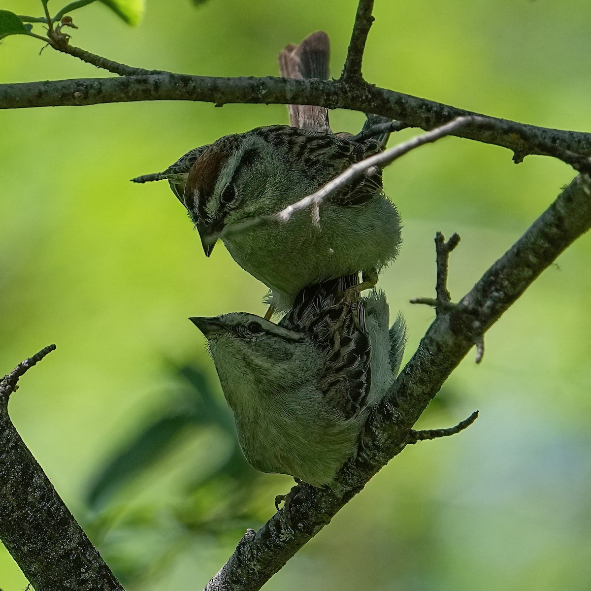 Chipping Sparrow - ML636909307