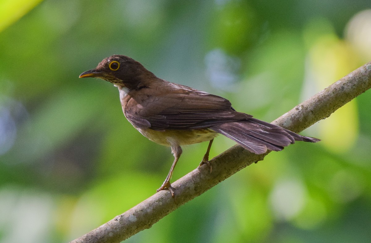White-throated Thrush - ML636909324