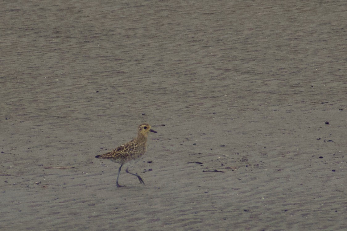 Pacific Golden-Plover - ML636909343
