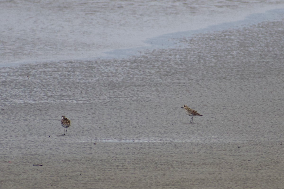 Pacific Golden-Plover - ML636909344
