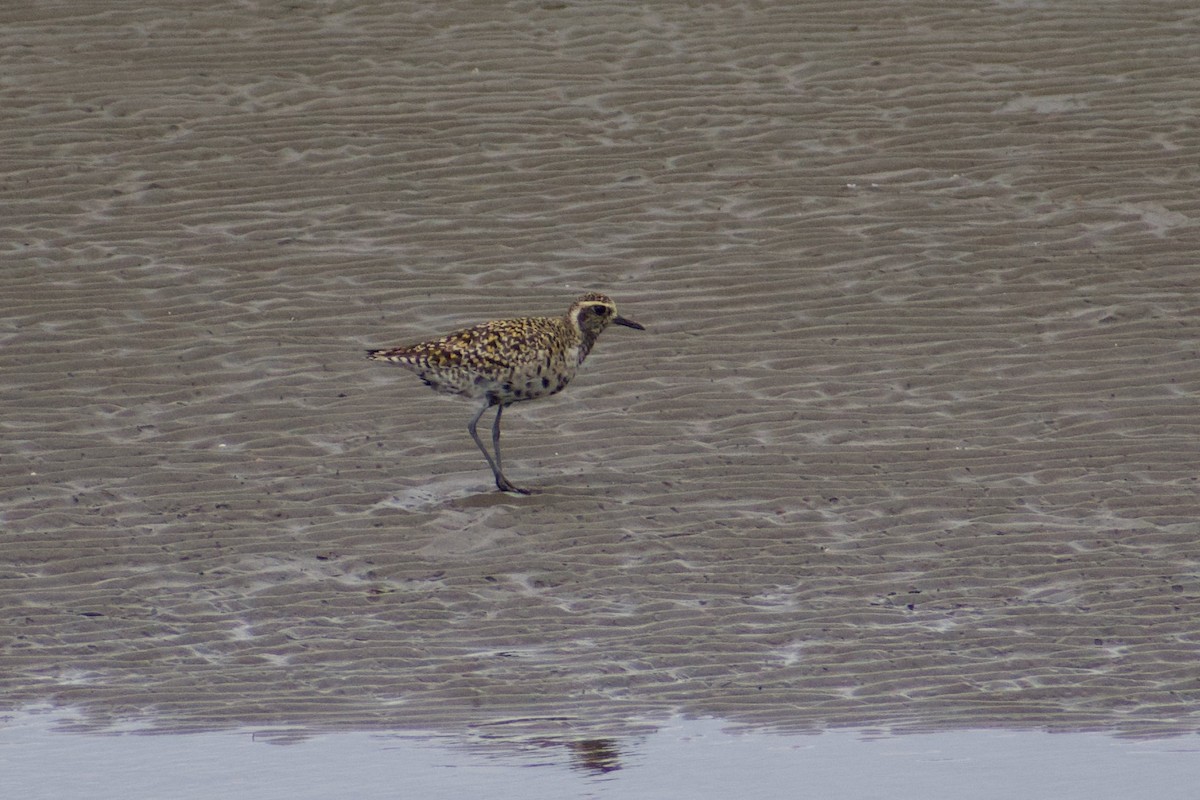 Pacific Golden-Plover - ML636909345