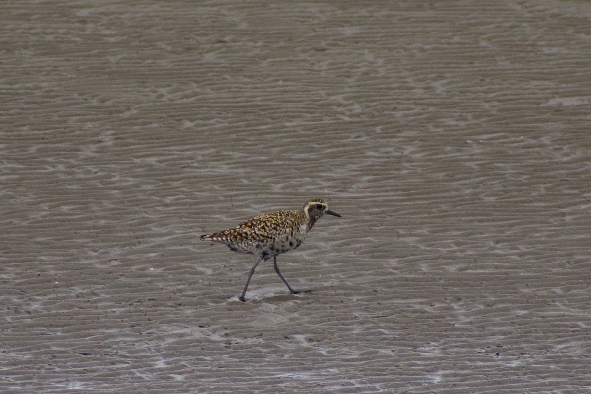 Pacific Golden-Plover - ML636909346