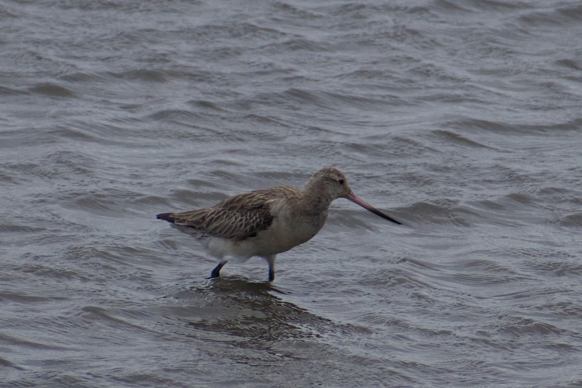 Bar-tailed Godwit - ML636909387