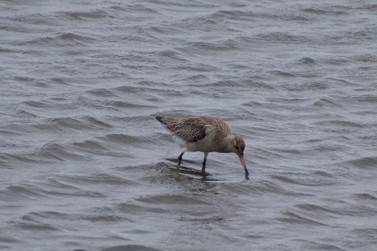 Bar-tailed Godwit - ML636909388