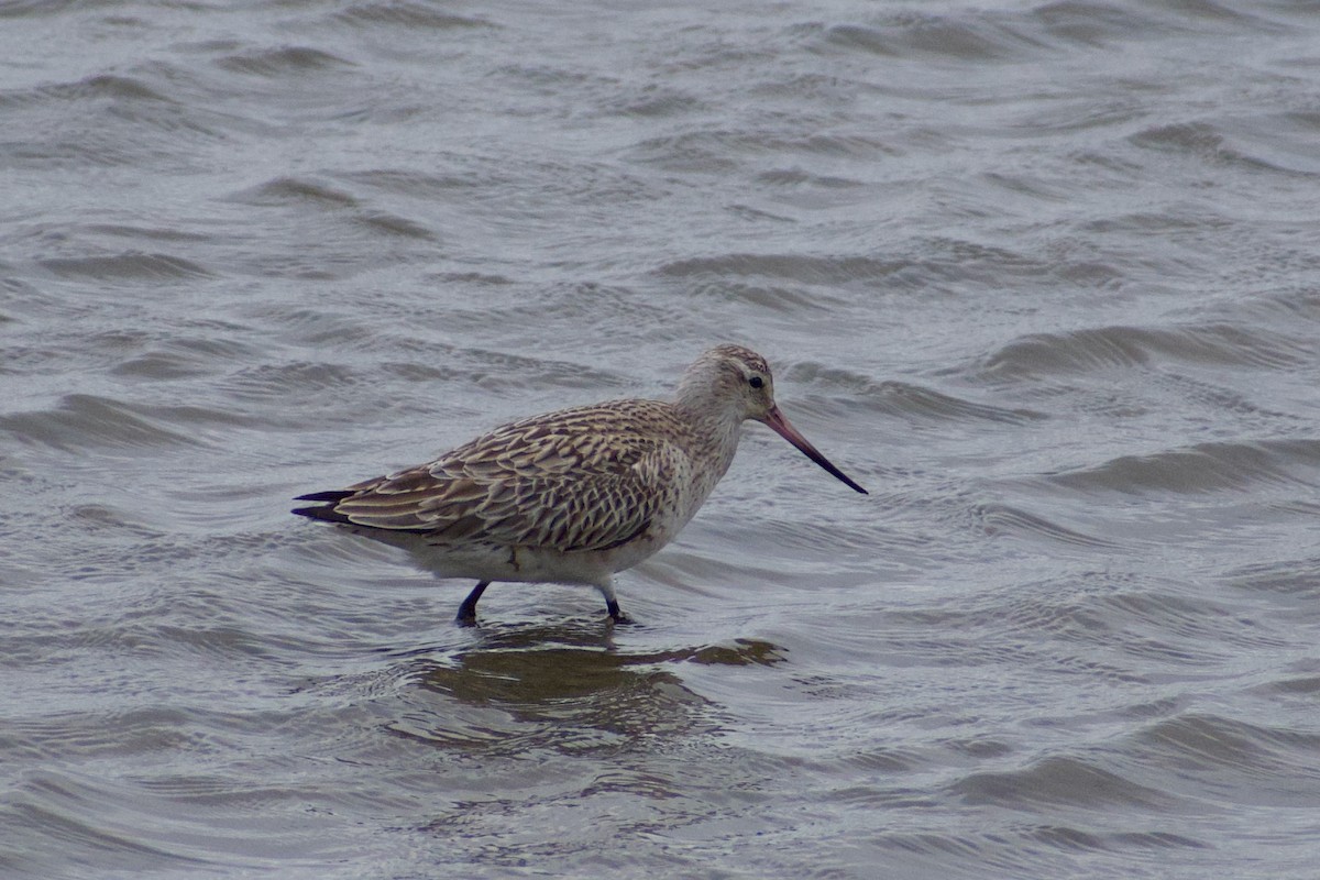 Bar-tailed Godwit - ML636909389