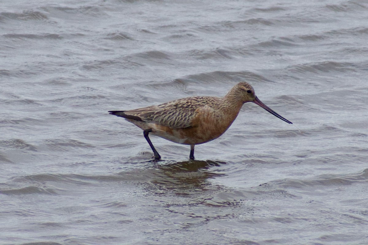 Bar-tailed Godwit - ML636909390