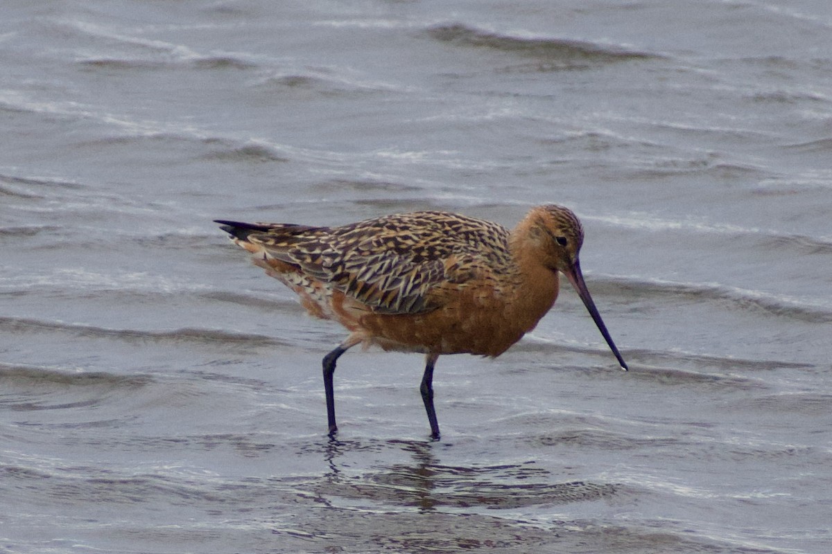 Bar-tailed Godwit - ML636909391