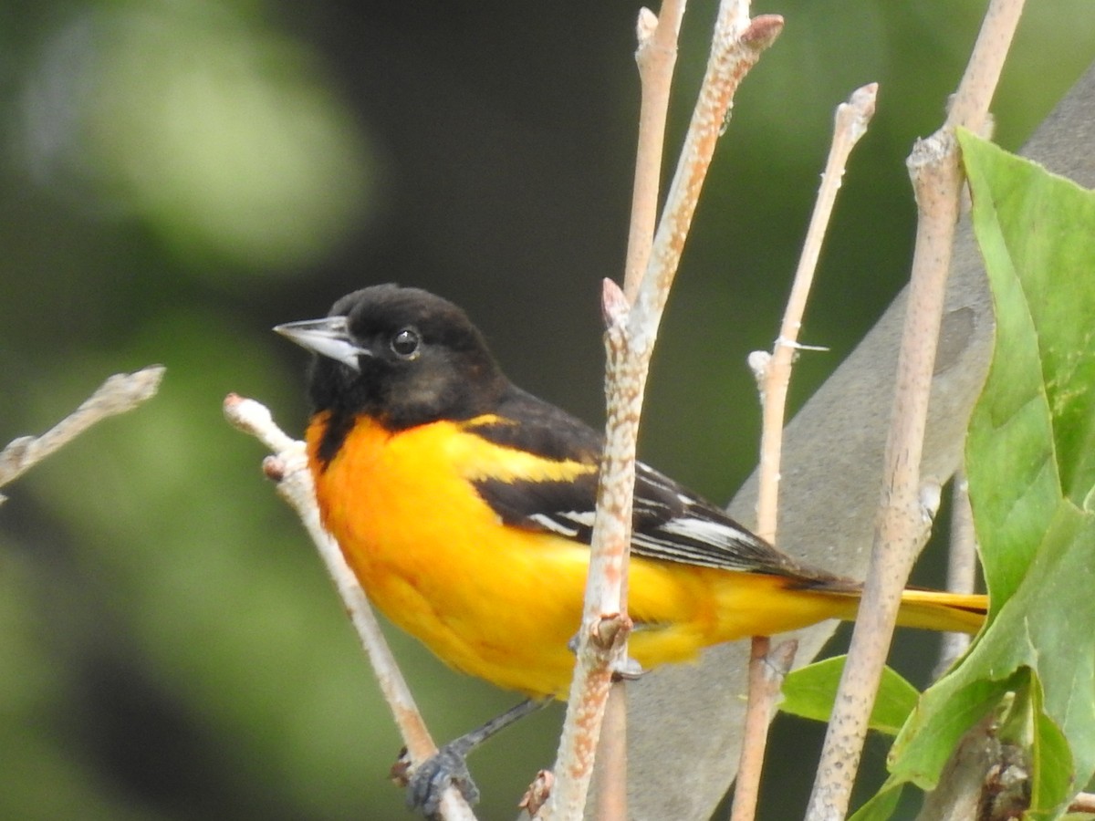 Baltimore Oriole - ML636909415