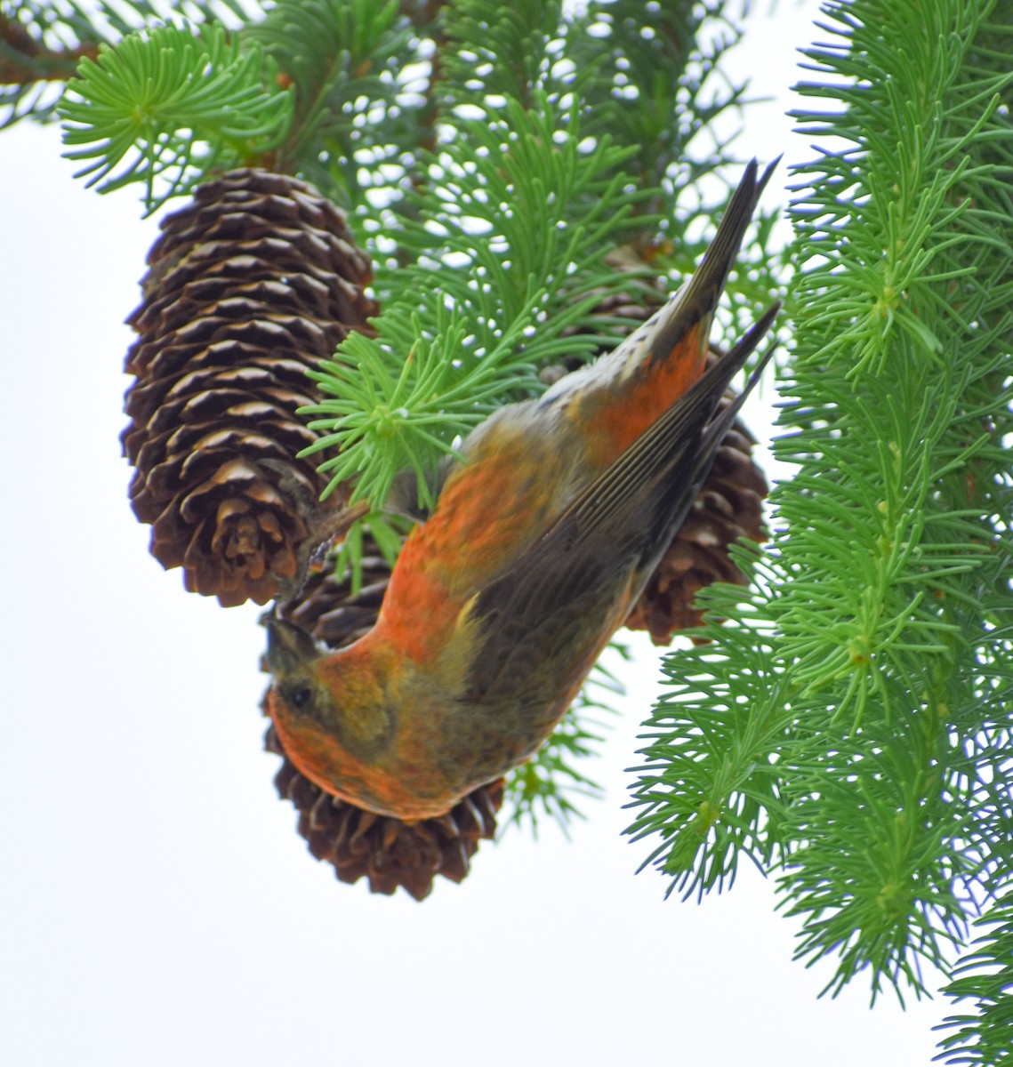 Red Crossbill - ML636909435