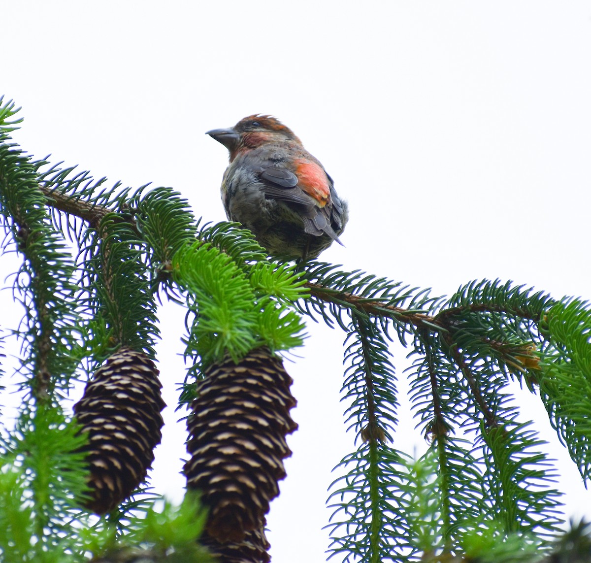Red Crossbill - ML636909447