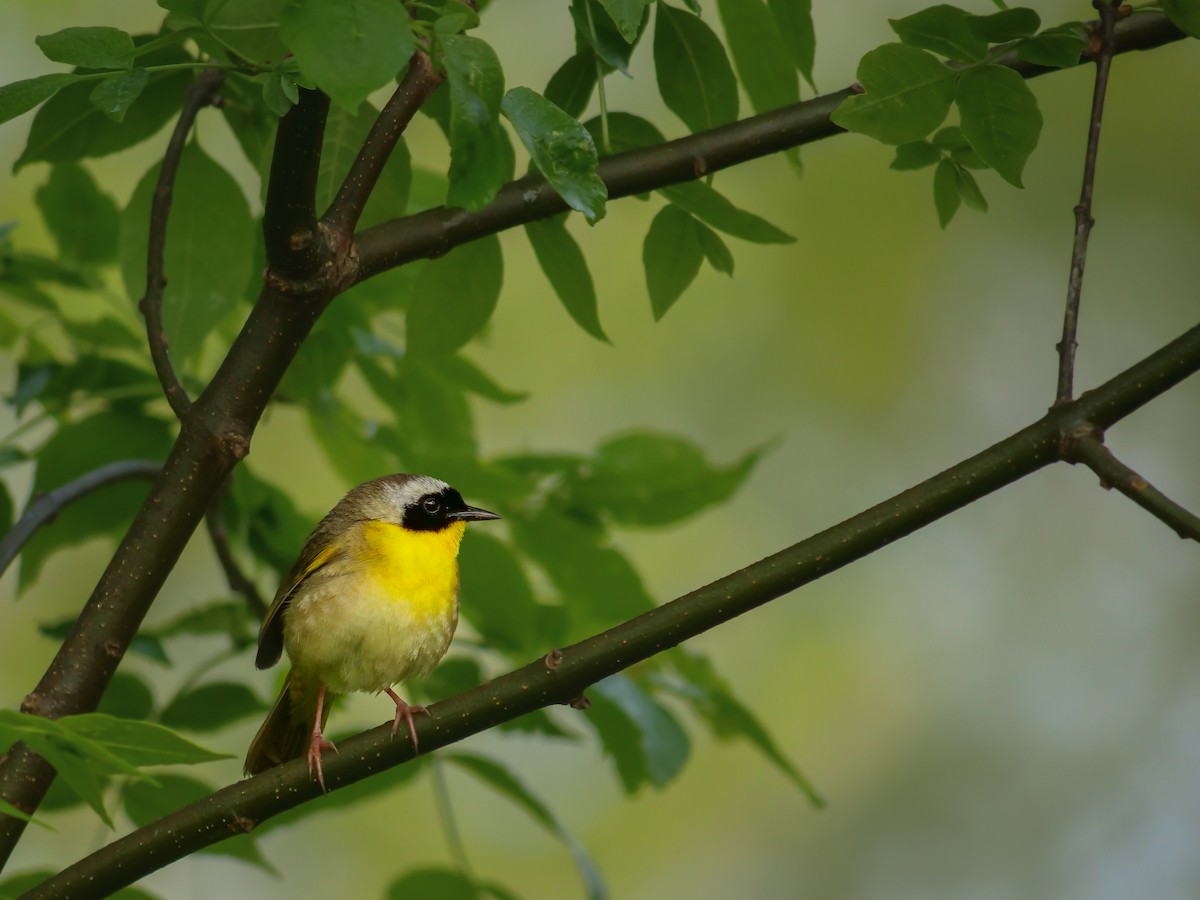 Common Yellowthroat - ML636909503