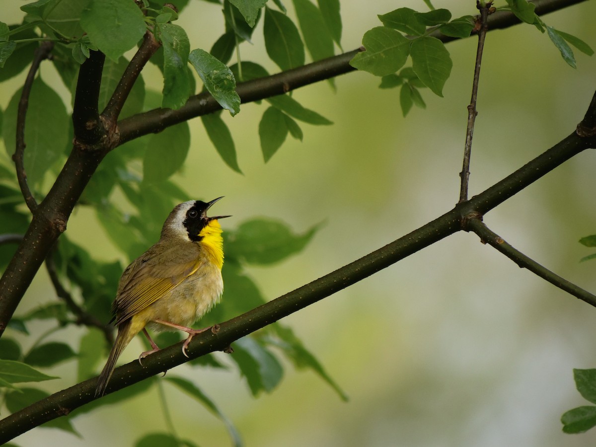 Common Yellowthroat - ML636909504