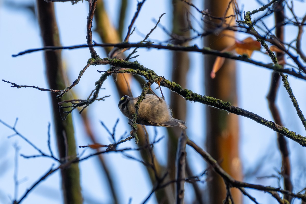 Golden-crowned Kinglet - ML636909518