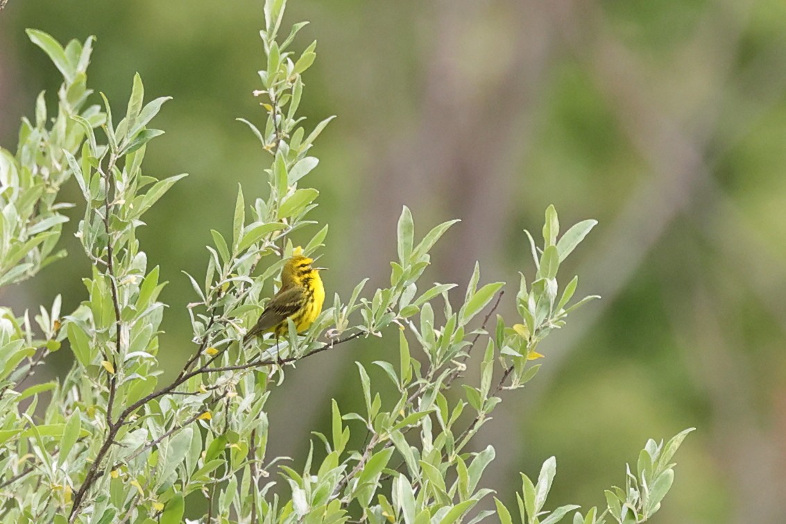 Prairie Warbler - ML636909655