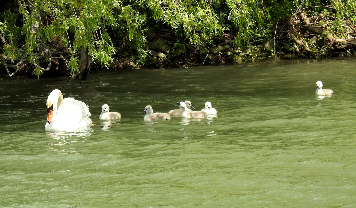 Mute Swan - ML636909682