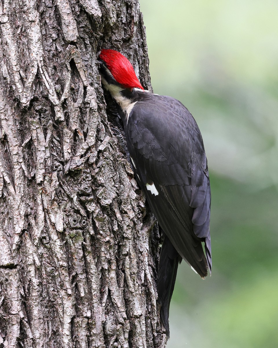 Pileated Woodpecker - ML636909804