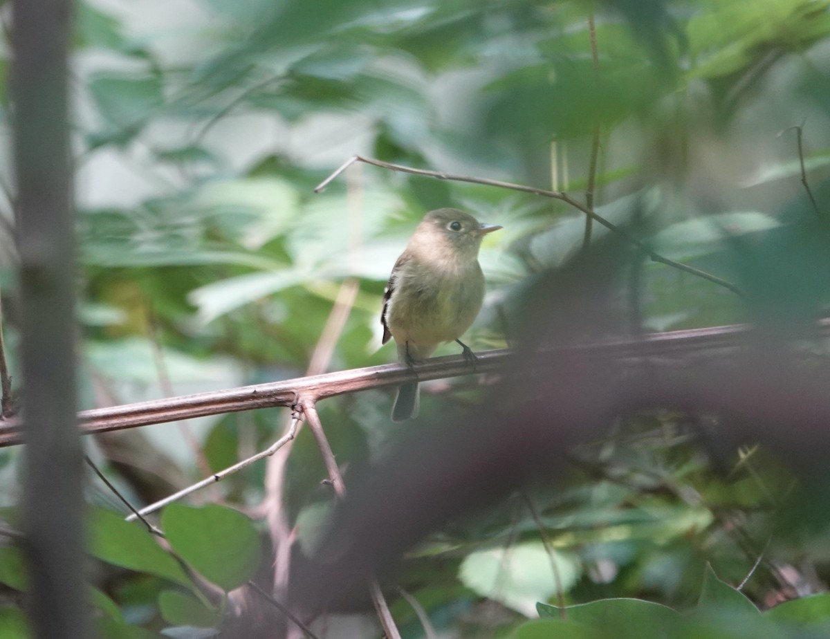 Yellow-bellied Flycatcher - ML636909876