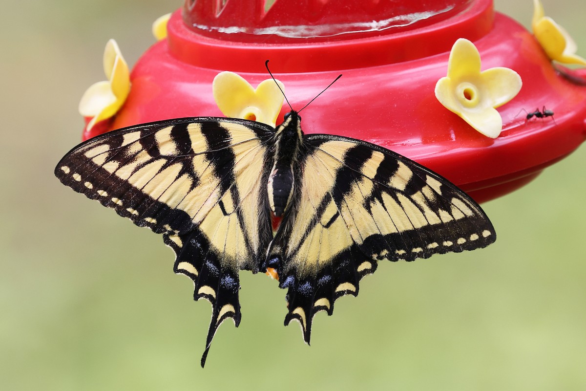 Insects - ML636909882