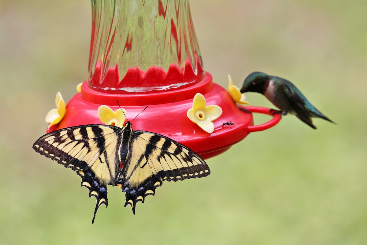 Insects - ML636909894